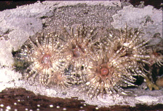 Gem Anemone (Bunodactis verrucosa ) 